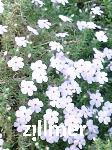 Phlox douglasii 'Lilac Cloud'