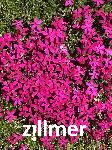 Phlox douglasii 'Ochsenblut'