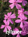 Phlox subulata 'Light Pink Early Spring'