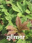 Rodgersia aesculifolia 'Werner Müller' -1-