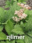 Rodgersia aesculifolia 'Werner Müller' -2-