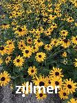 Rudbeckia fulgida 'City Garden'
