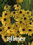 Rudbeckia missouriensis