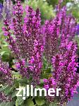 Salvia nemorosa 'Bumbleberry'