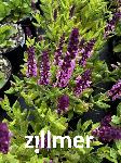 Salvia nemorosa 'Deep Rose'