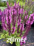 Salvia nemorosa 'Eos'