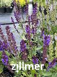 Salvia nemorosa 'Mother Tillley'