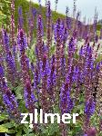Salvia nemorosa 'Negrito'