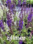 Salvia nemorosa 'Slimming Blue'