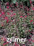 Salvia roemeriana 'Hot Trumpets'
