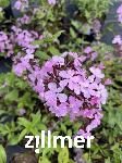 Saponaria sicula var.intermedia 'Sigurd'
