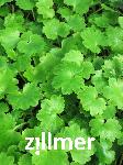Saxifraga fortunei 'Maigruen' -1-