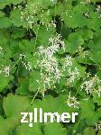 Saxifraga fortunei 'Maigruen' -2-
