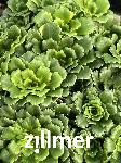 Saxifraga urbium 'Clarence Elliott'