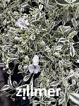 Silene uniflora 'Druetts Variegated'