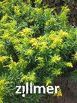 Solidago  'Spaetgold'