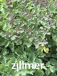 Thalictrum rochebruneanum 'Elin'