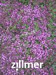 Thymus praecox 'Coccineus'