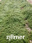 Thymus praecox 'Minor'