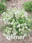 Thymus vulgaris 'Pinewood'