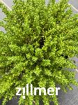 Thymus vulgaris 'Rosenthymian'