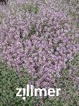 Thymus vulgaris 'Silver Posie' -1-