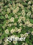 Tiarella cordifolia 'Brandywine'