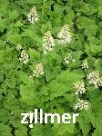 Tiarella cordifolia 'Moorgruen'