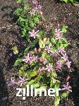 Tricyrtis formosana 'Empress'