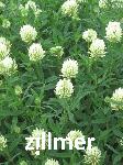 Trifolium ochroleucon