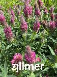 Trifolium rubens
