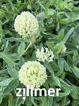 Trifolium trichocephalum
