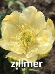 Trollius 'Taleggio'