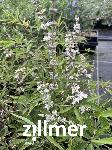 Vitex agnus-castus 'Albus'