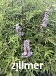 Vitex agnus-castus